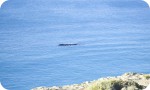 Nullarbor Tours - great whale watching