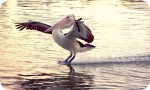 Murray River Tours - Pelican